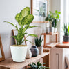 Dieffenbachia ‘Amy’ Plant