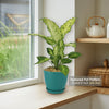 Dieffenbachia ‘Amy’ Plant
