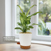 Dieffenbachia ‘Amy’ Plant