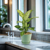 Dieffenbachia ‘Amy’ Plant