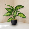 Front view of Tropic Snow Dieffenbachia showcasing variegated green leaves in a black pot against a white wall
