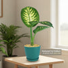 Tropic Snow Dieffenbachia