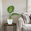 Tropic Snow Dieffenbachia