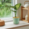 Tropic Snow Dieffenbachia