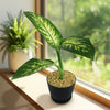 Tropic Snow Dieffenbachia