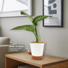 Tropic Snow Dieffenbachia