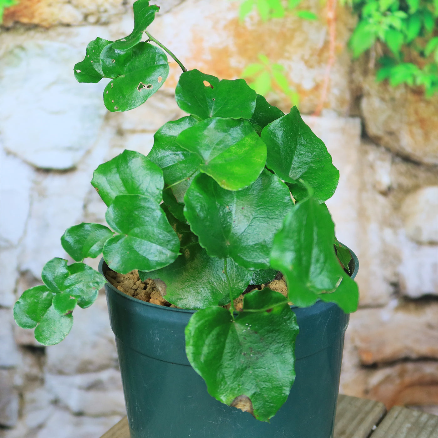 elephant foot plant succulent Buy 'Dioscorea elephantipes - Elephants Foot Succulent' For Sale