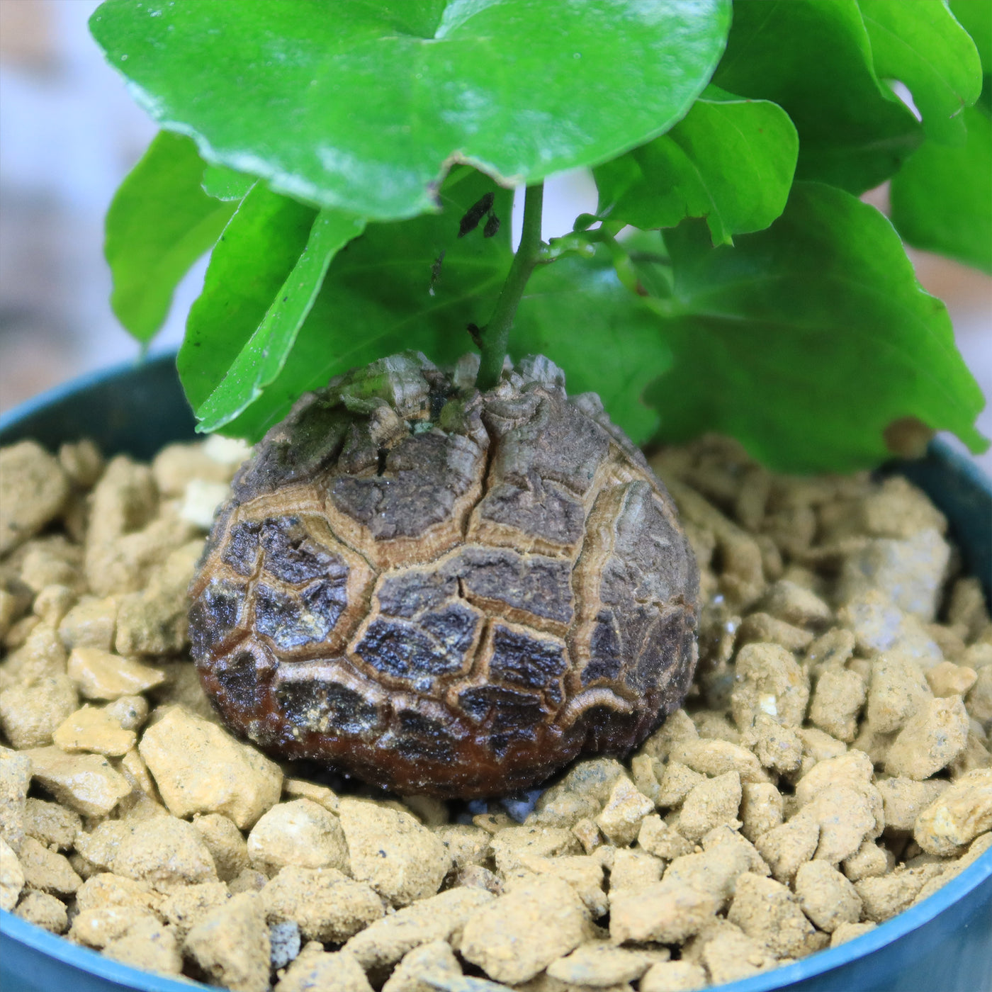 elephant foot succulent for sale Buy 'Dioscorea elephantipes - Elephants Foot Succulent' For Sale