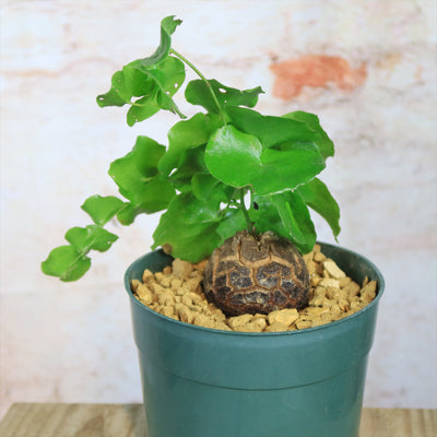 succulent caudex Elephant’s Foot Succulent