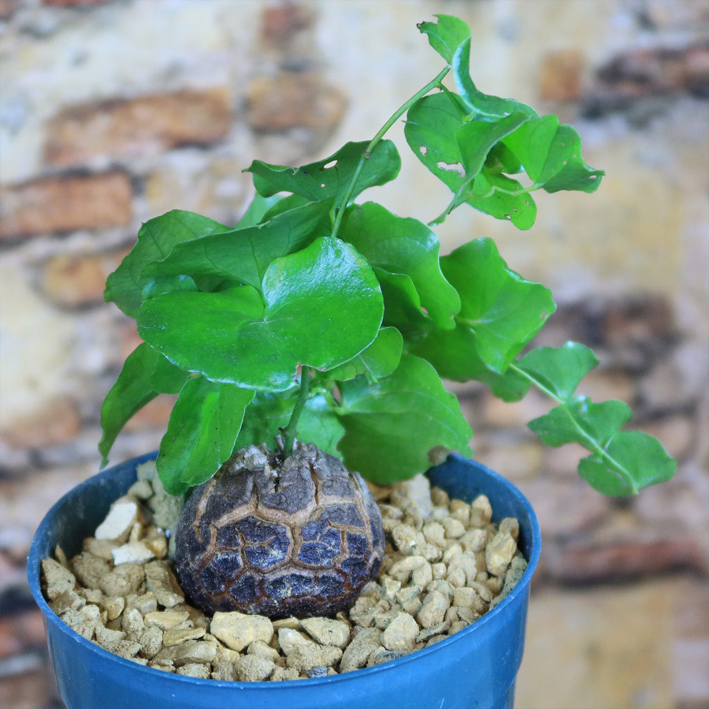 Elephant’s Foot Succulent - Dioscorea elephantipes
