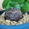 Elephant’s Foot Succulent - Dioscorea elephantipes