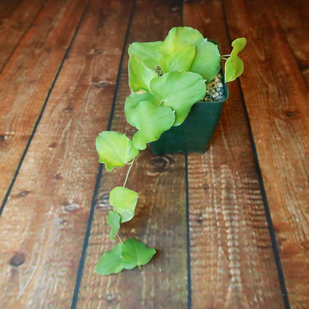 Dioscorea hemicrypta