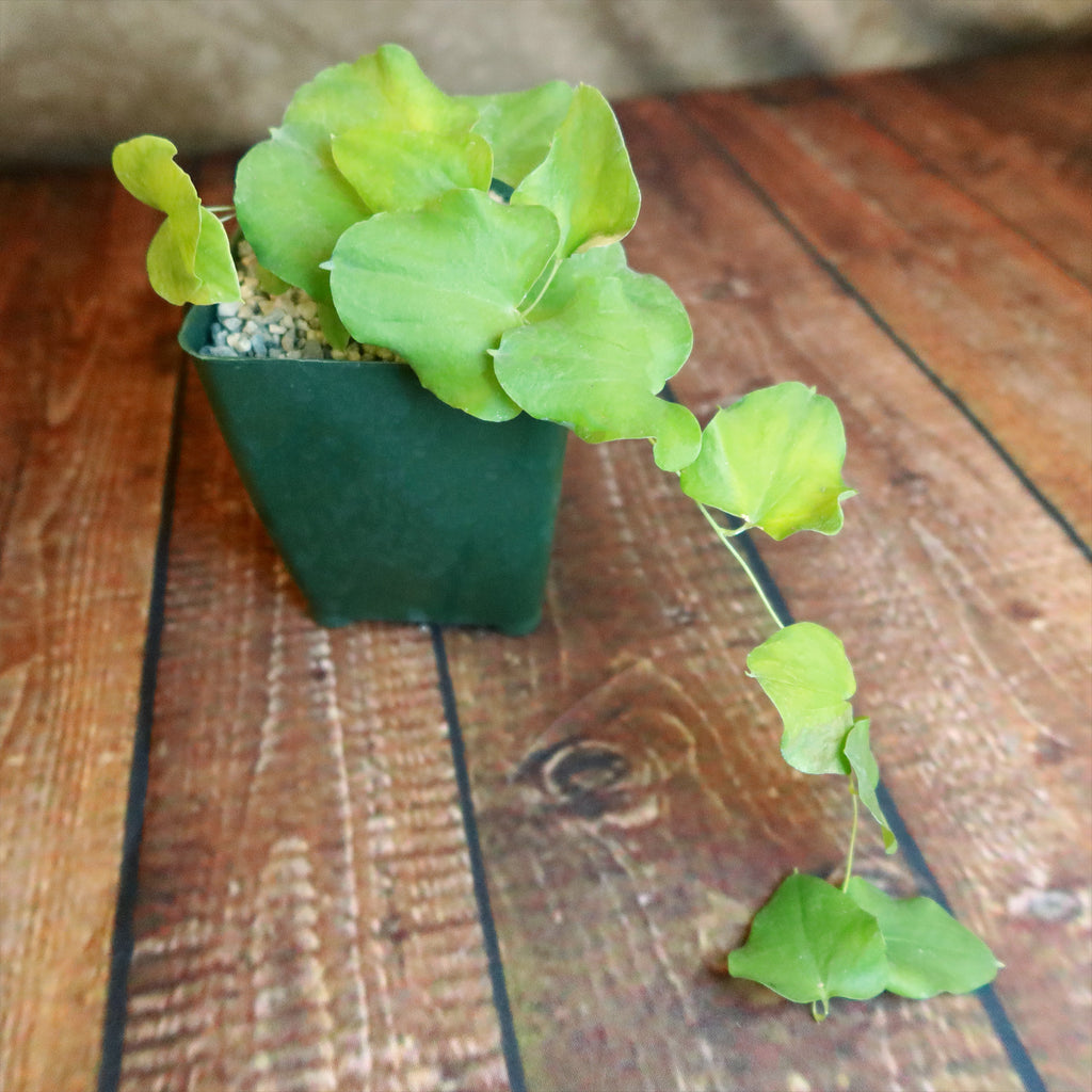 Dioscorea hemicrypta