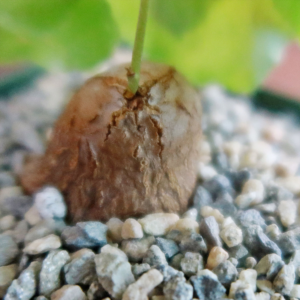 Dioscorea hemicrypta