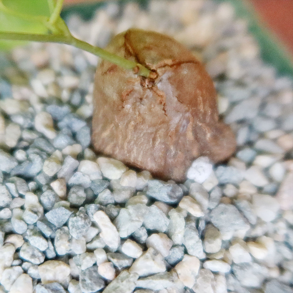 Dioscorea hemicrypta