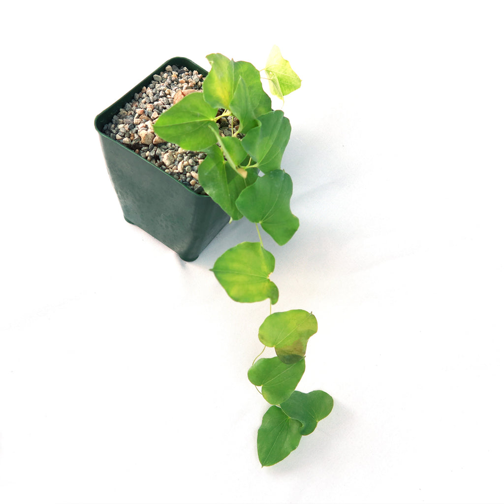 Dioscorea hemicrypta