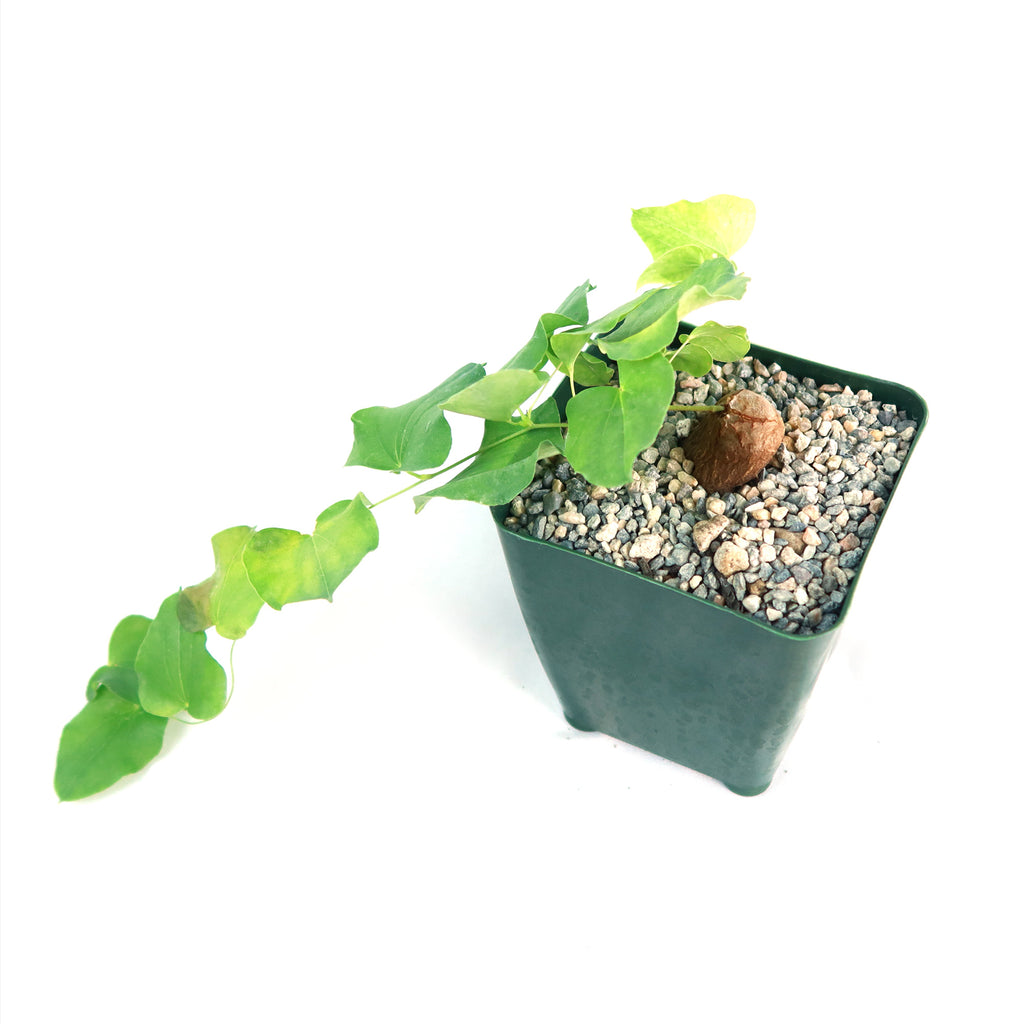 Dioscorea hemicrypta