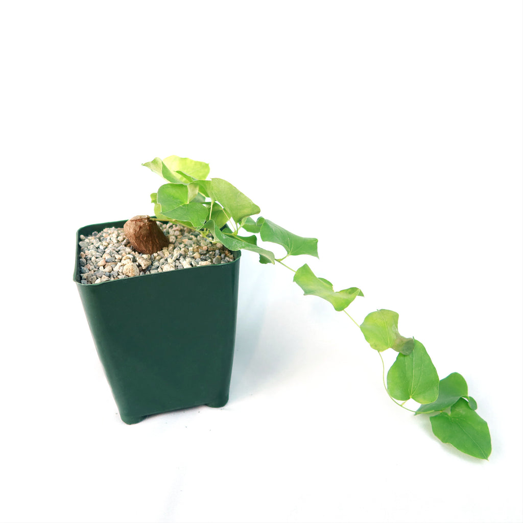 Dioscorea hemicrypta