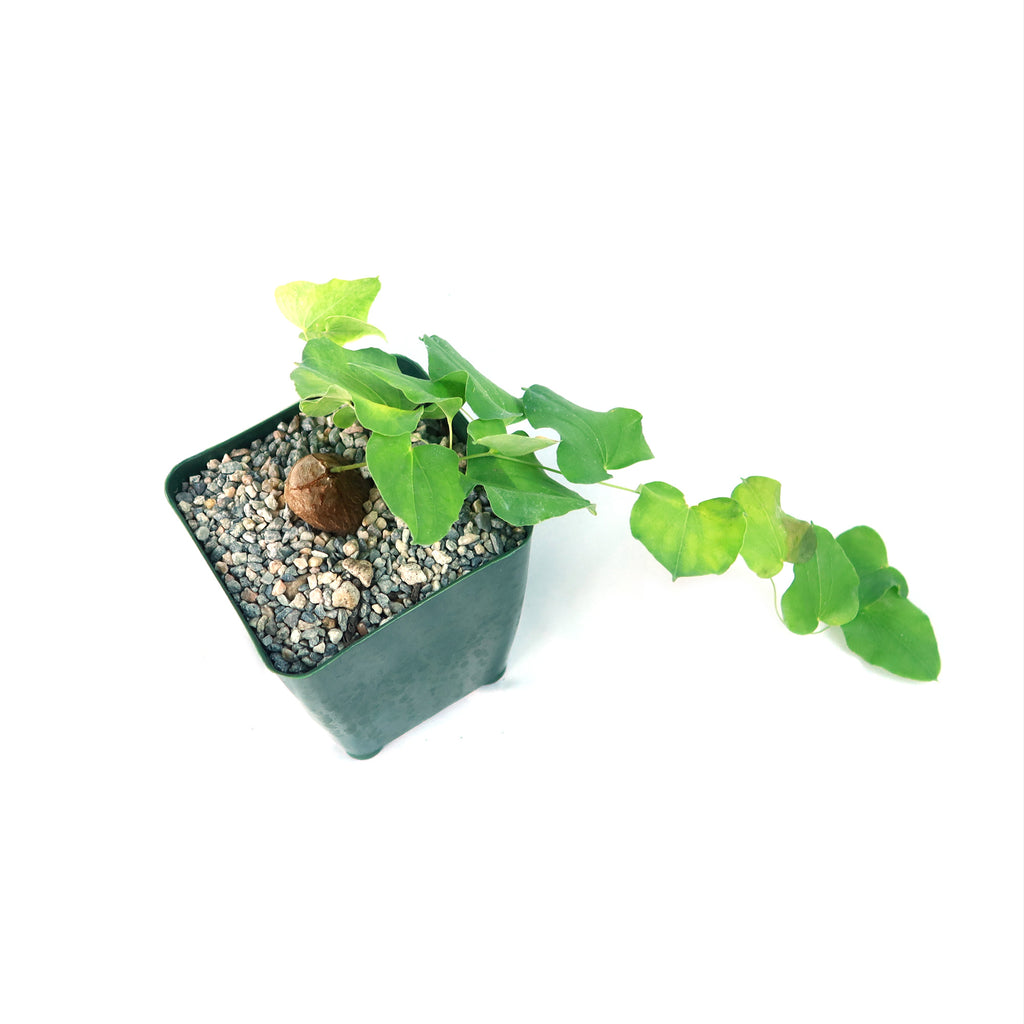 Dioscorea hemicrypta