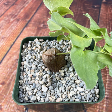 Dioscorea hemicrypta