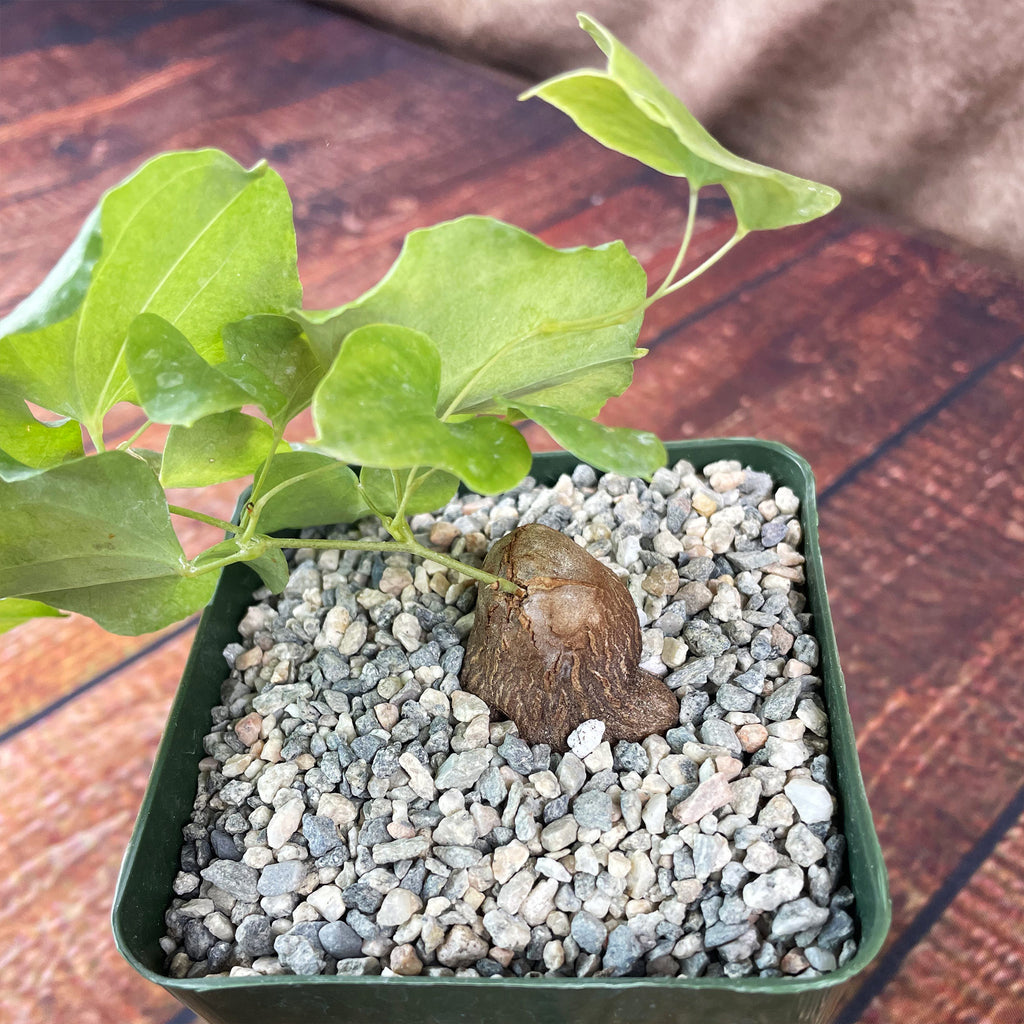 Dioscorea hemicrypta