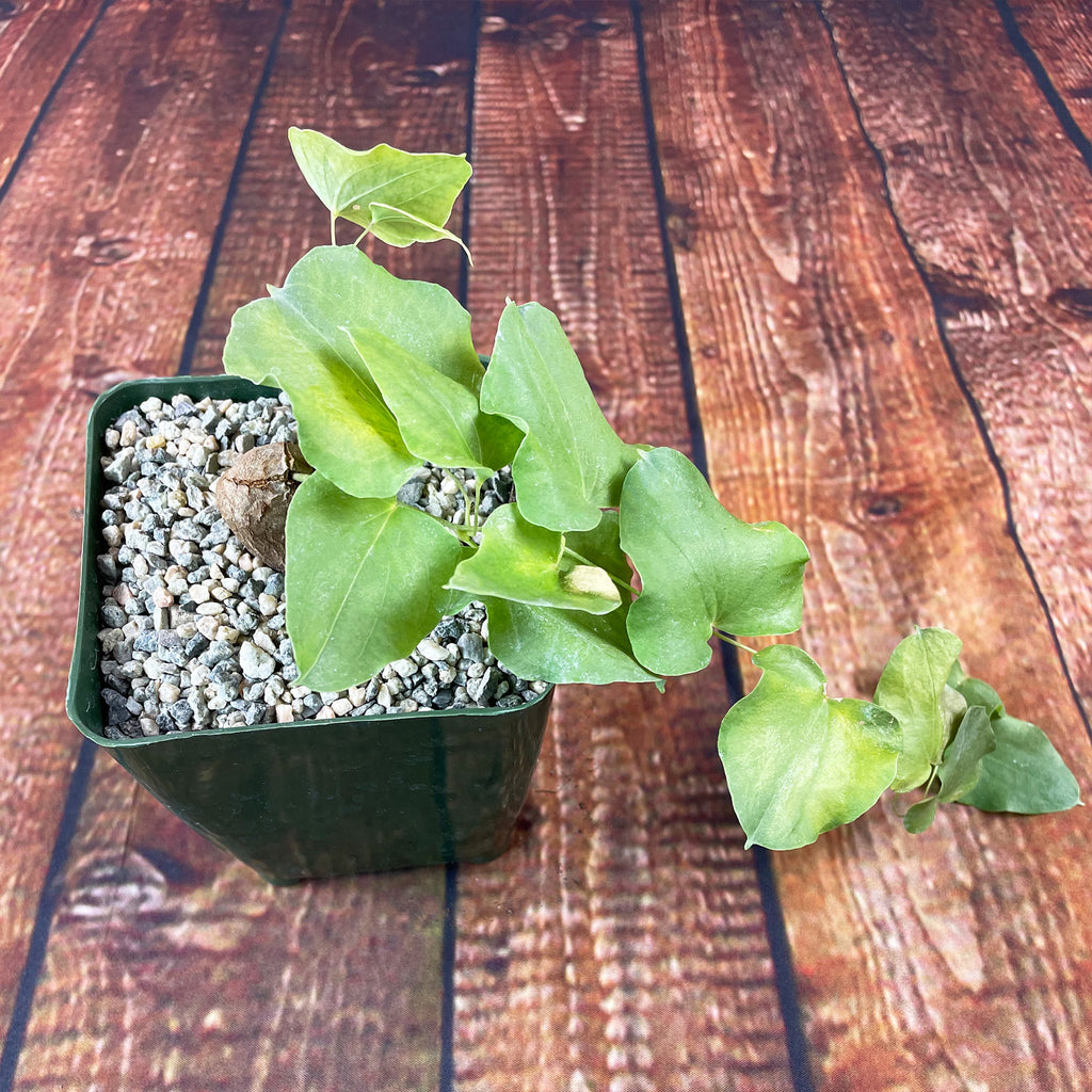 Dioscorea hemicrypta