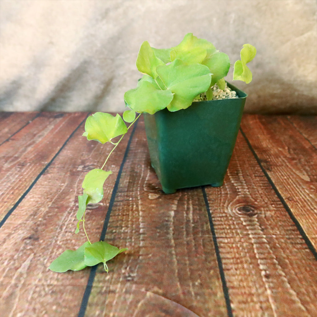 Dioscorea hemicrypta