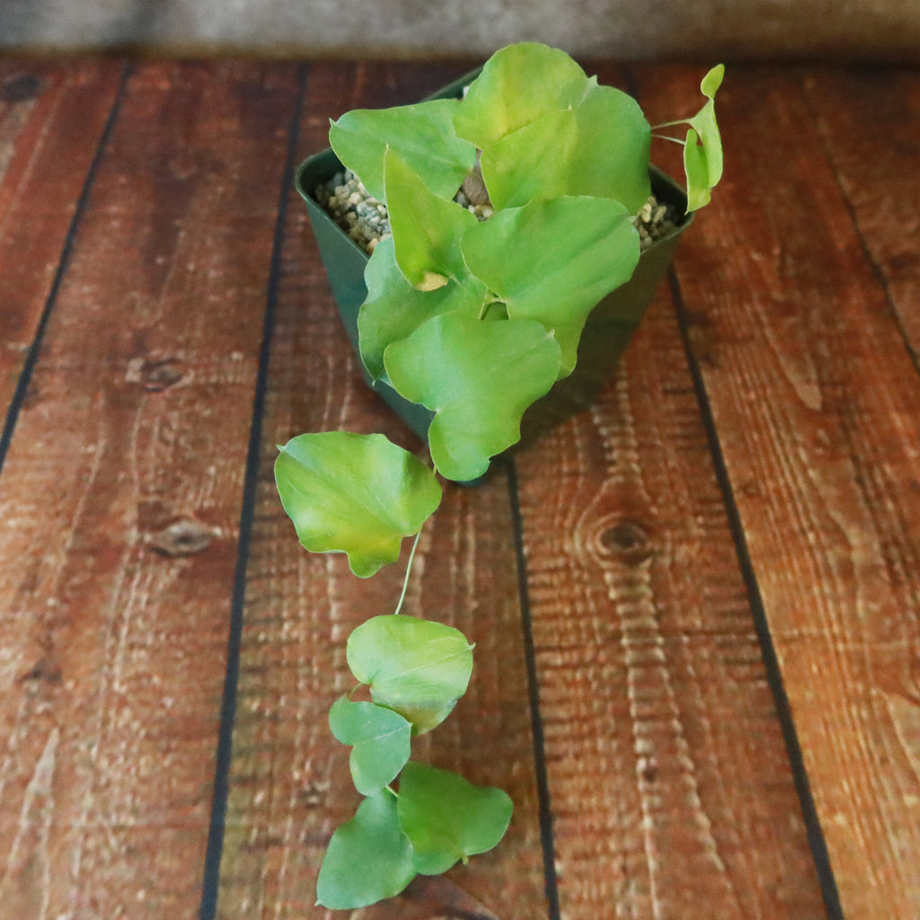 Dioscorea hemicrypta