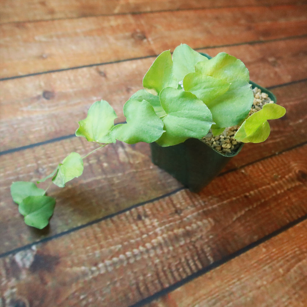 Dioscorea hemicrypta