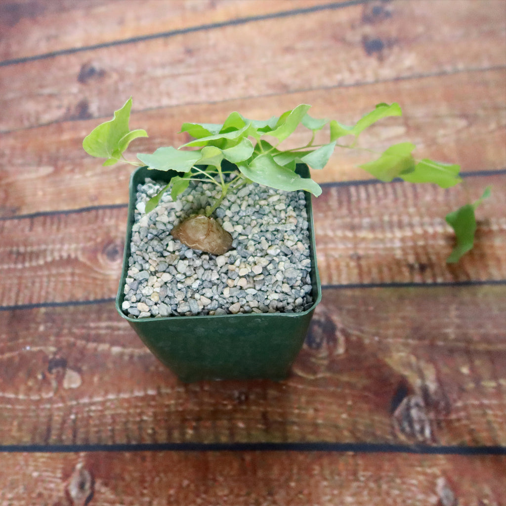 Dioscorea hemicrypta