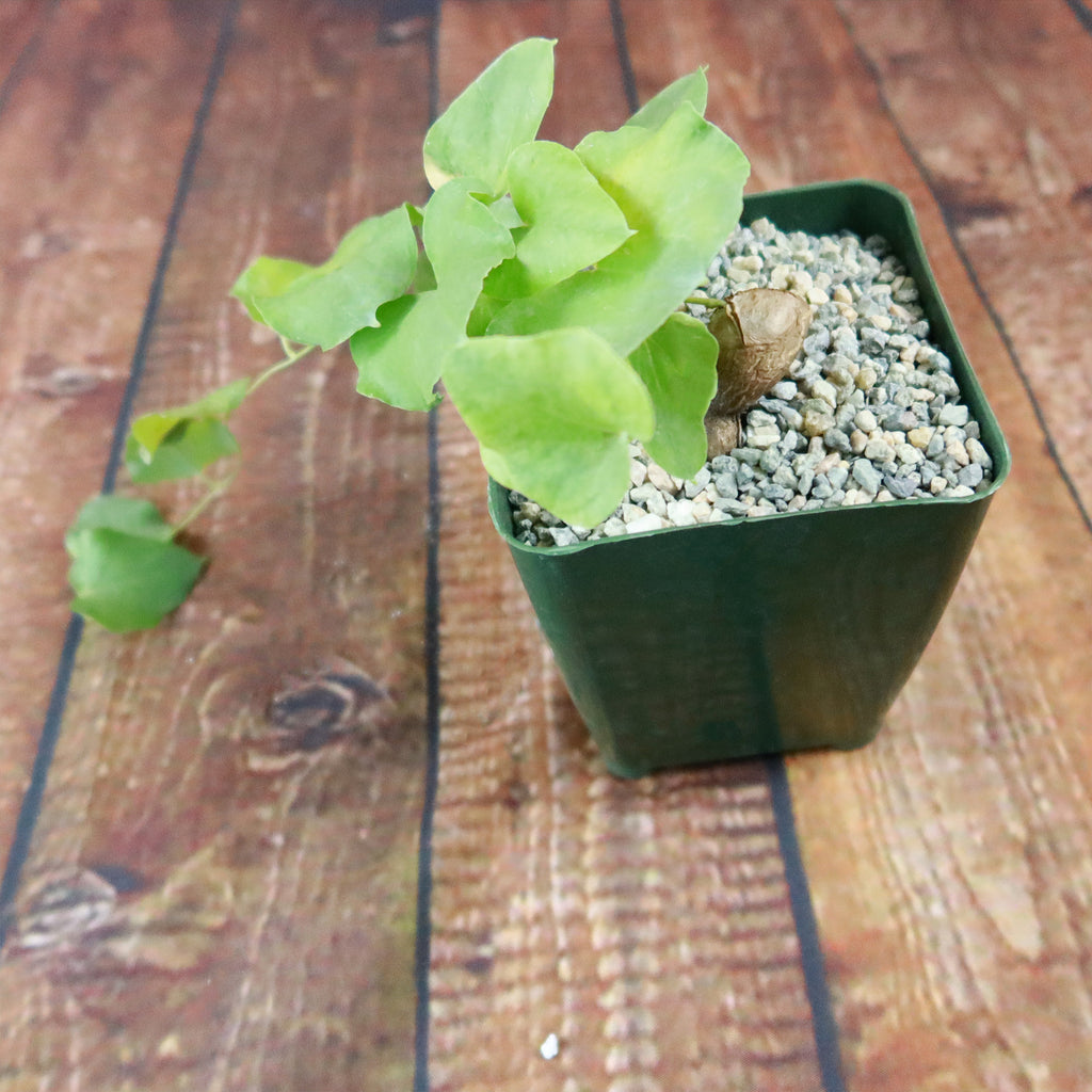 Dioscorea hemicrypta