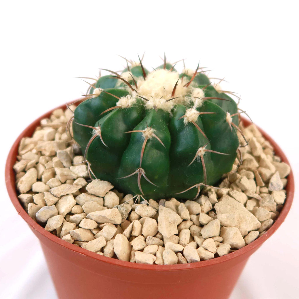 Disocactus crystallopfhilus