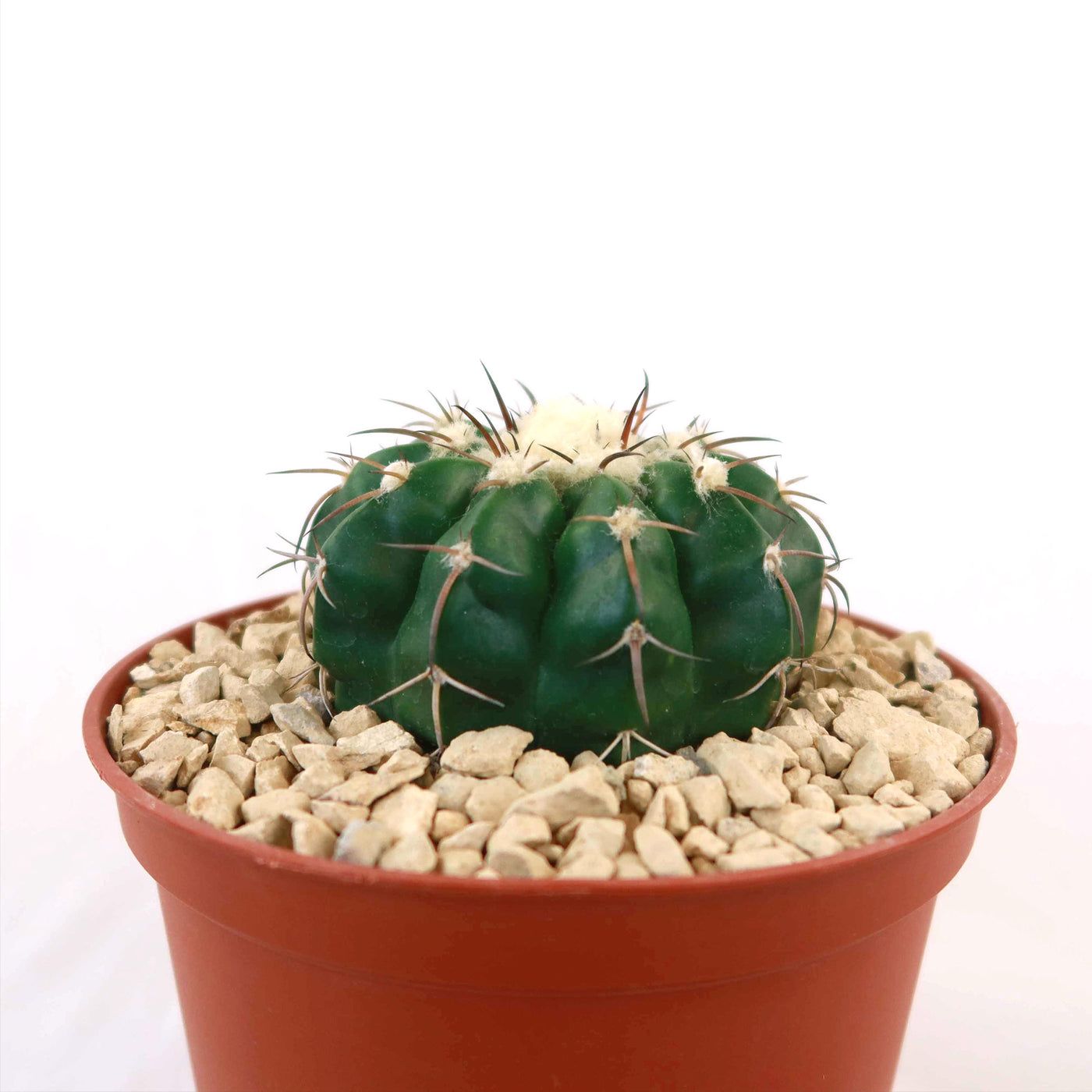 Disocactus crystallopfhilus