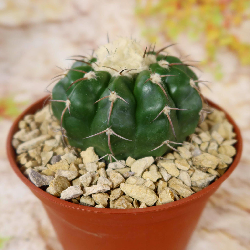 Disocactus crystallopfhilus