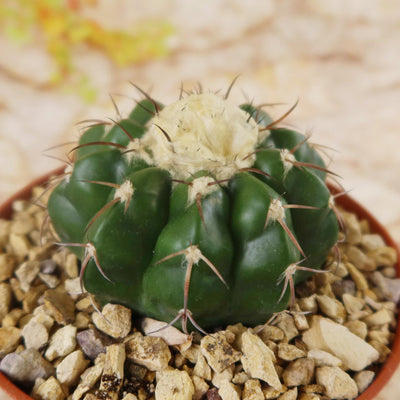 Disocactus crystallopfhilus