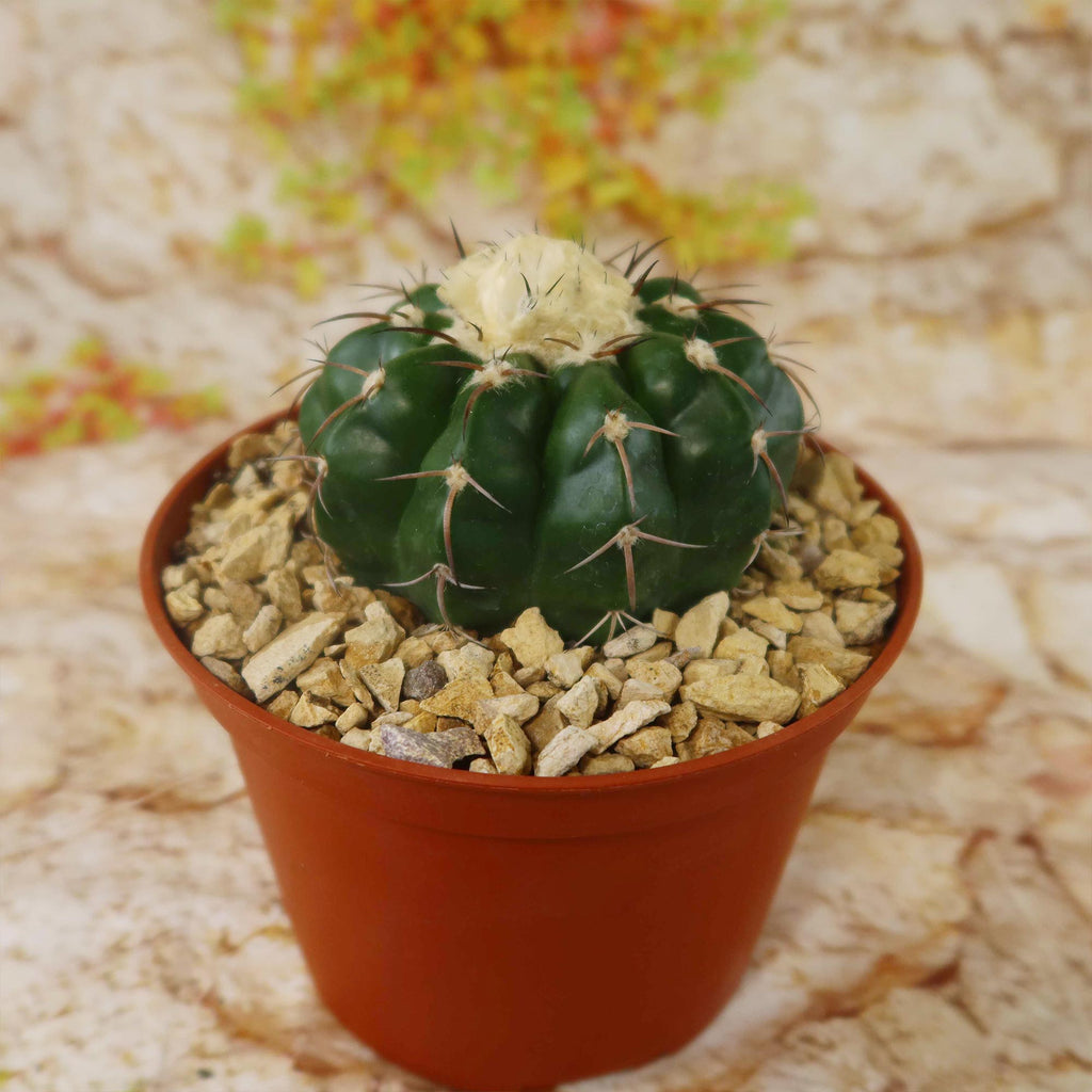 Disocactus crystallopfhilus