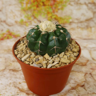 Disocactus crystallopfhilus