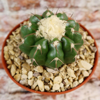 Disocactus crystallopfhilus