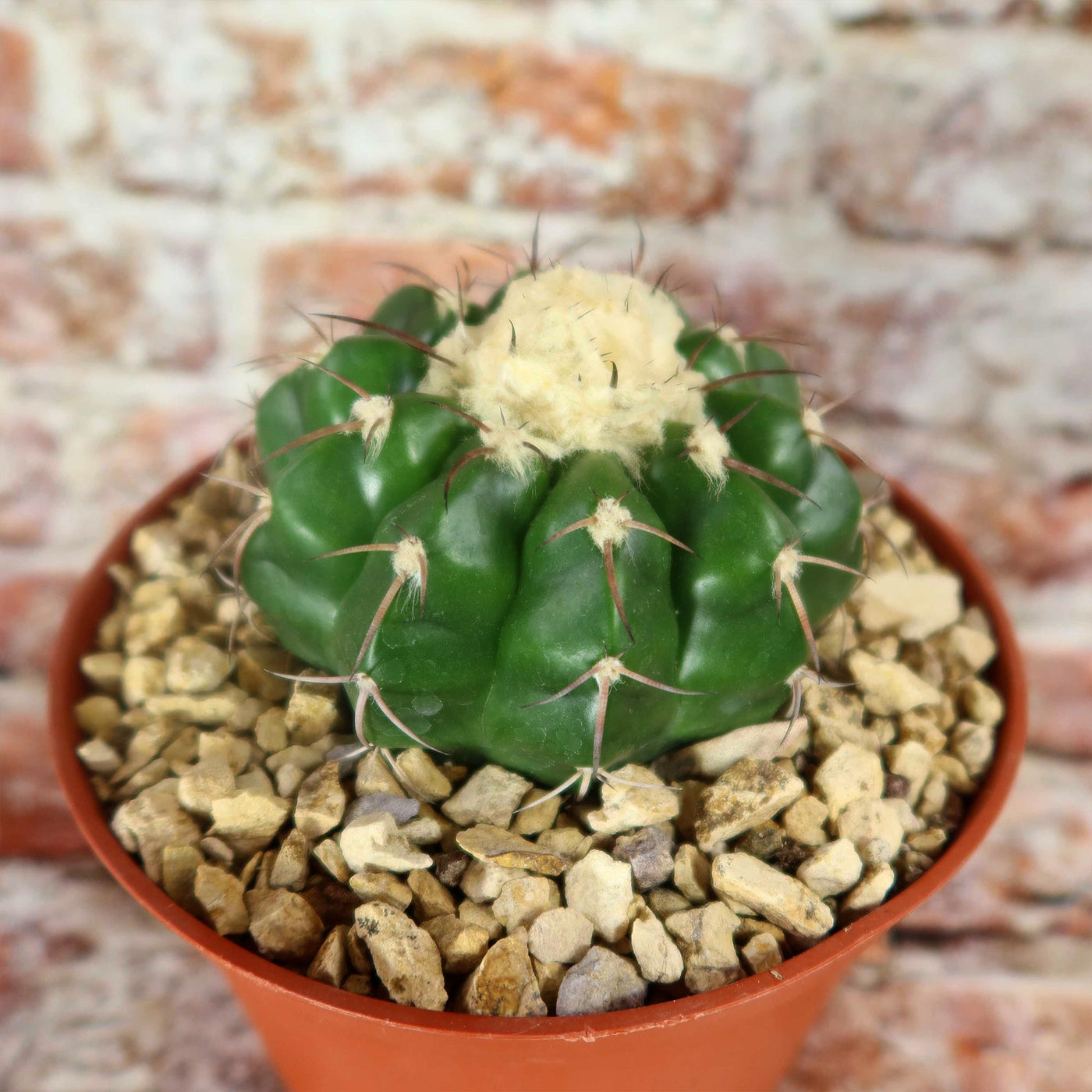 Disocactus crystallopfhilus