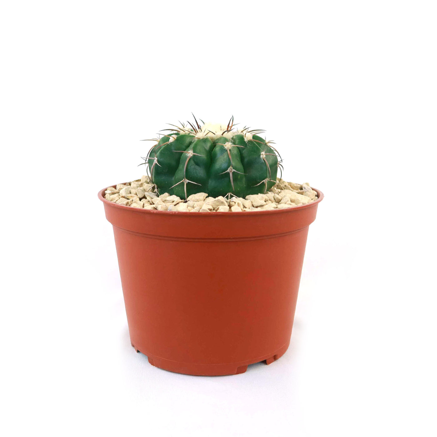 Disocactus crystallopfhilus