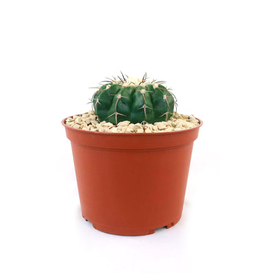 Disocactus crystallopfhilus