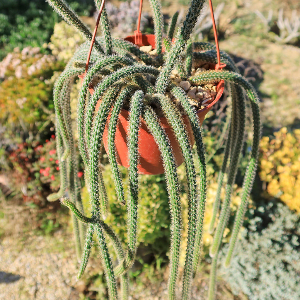 Rat Tail cactus &