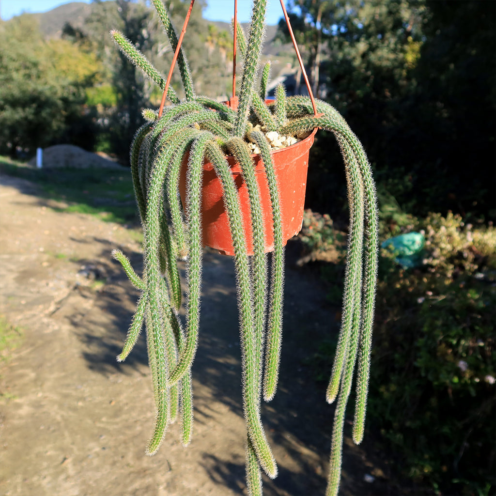 Rat Tail cactus &