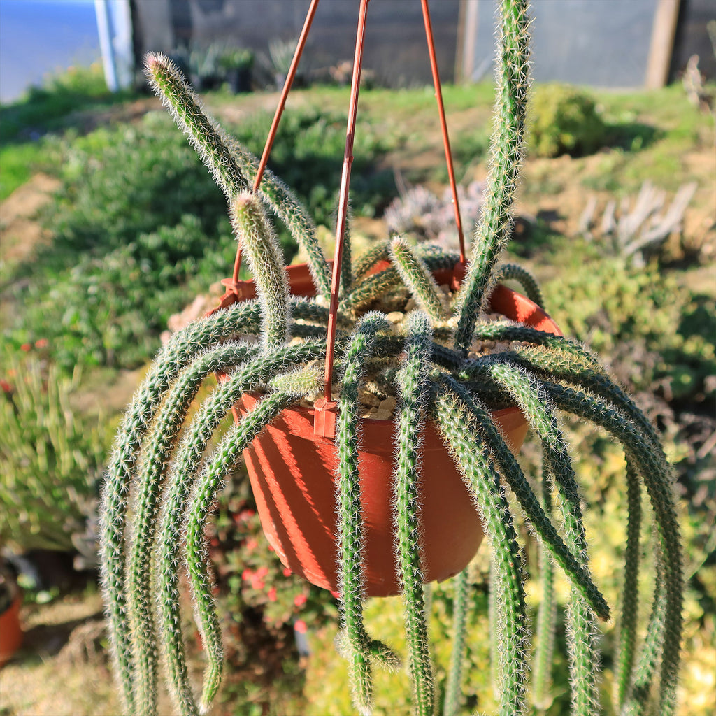 Rat Tail cactus &