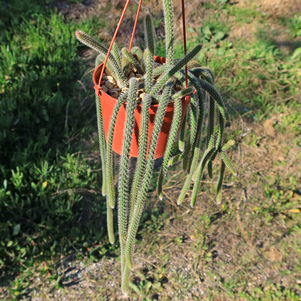 Rat Tail cactus &