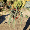 Rat Tail cactus – Aporocactus flagelliformis