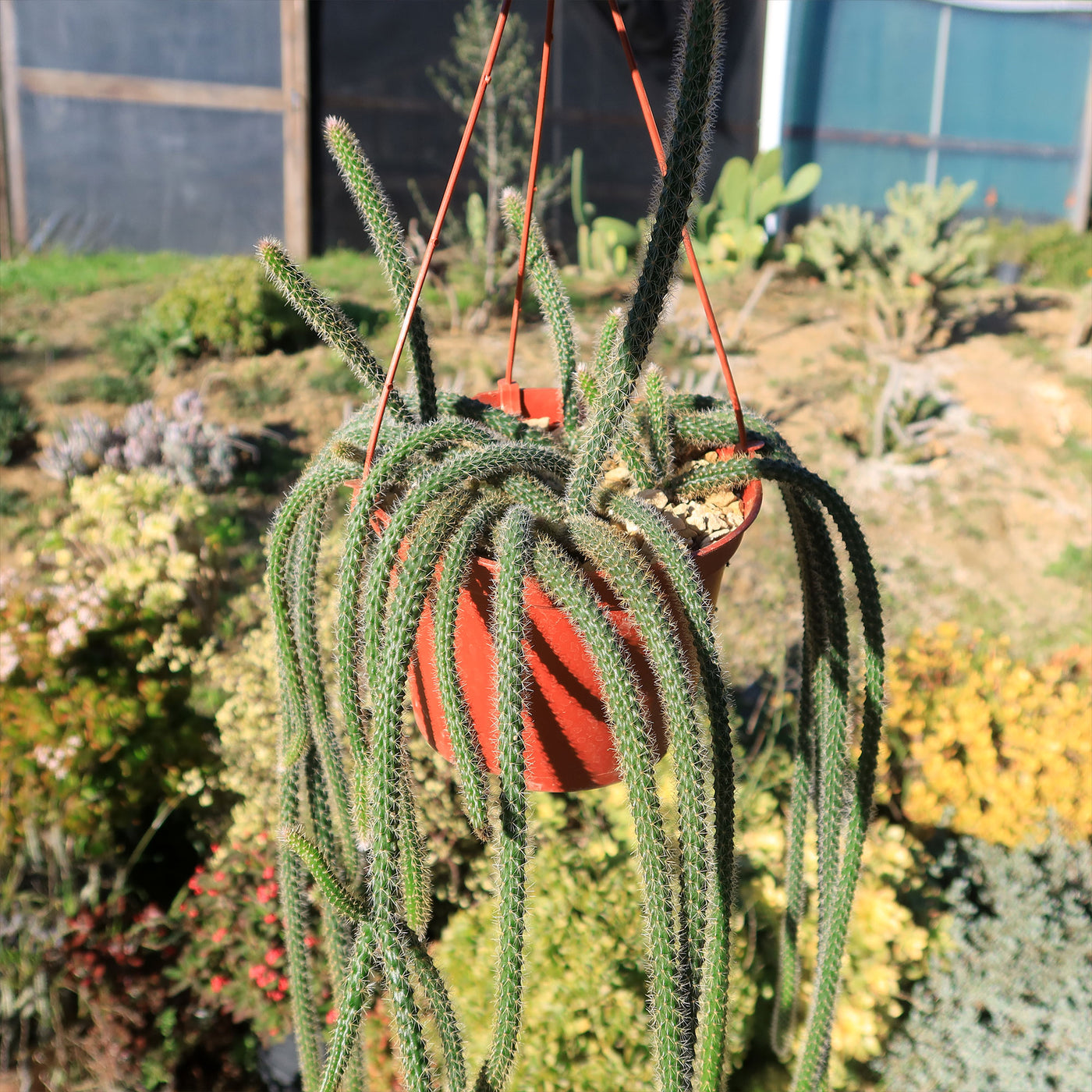 different types of rat tail cactus Rat Tail cactus 'Aporocactus flagelliformis'