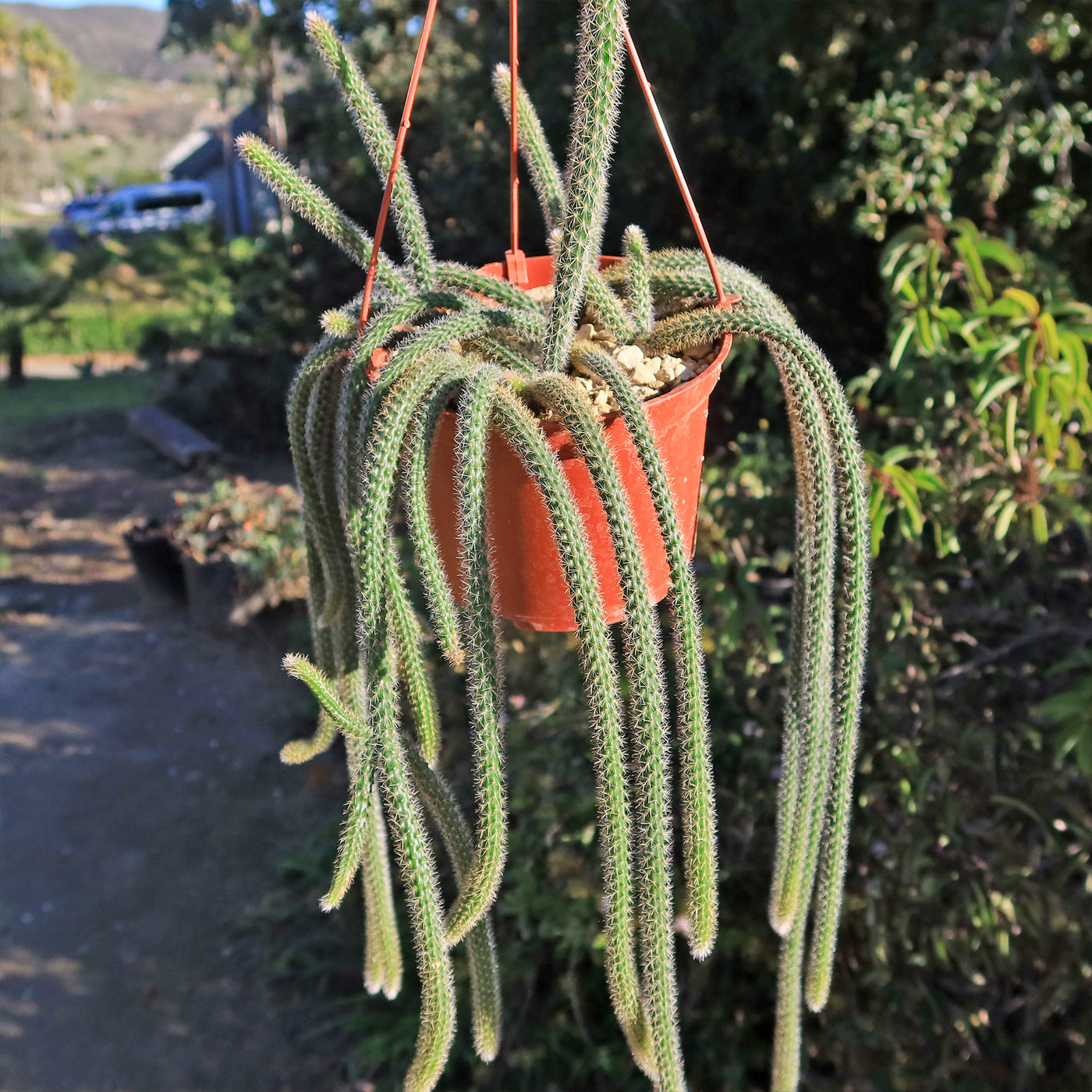 types of rat tail cactus Rat Tail cactus 'Aporocactus flagelliformis'