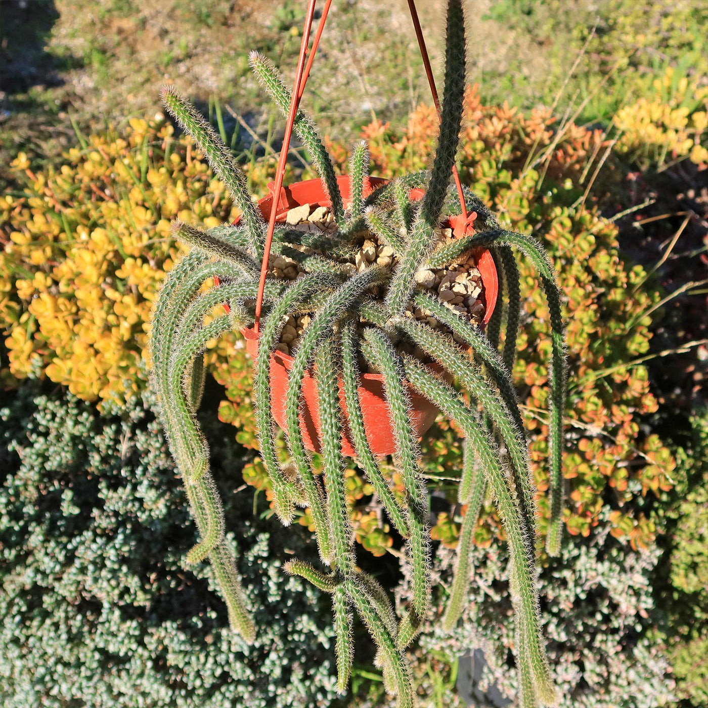 Rat Tail cactus – Aporocactus flagelliformis