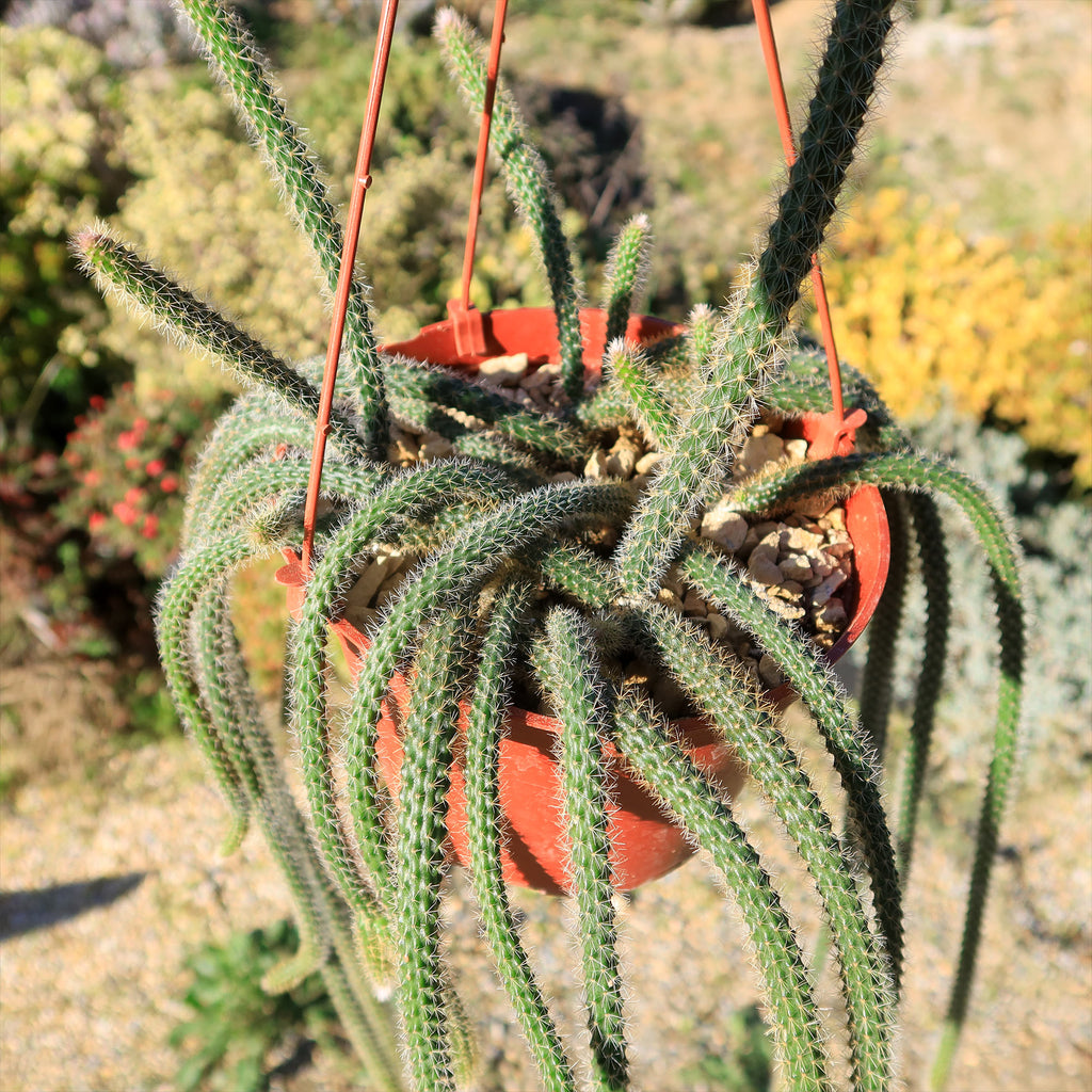 Rat Tail cactus &